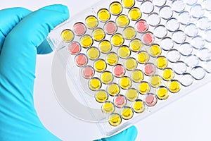 Enzyme-linked immunosorbent assay or ELISA plate