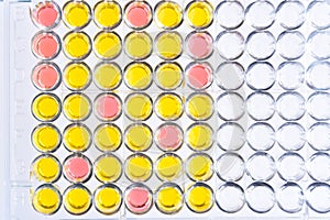 Enzyme-linked immunosorbent assay or ELISA plate