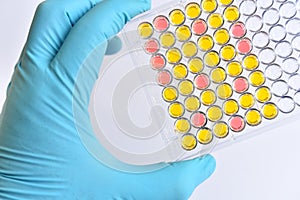 Enzyme-linked immunosorbent assay or ELISA plate