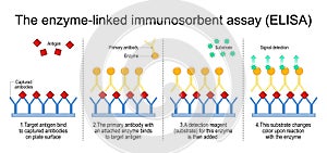 Enzyme-linked immunosorbent assay. The steps of A sandwich ELISA test