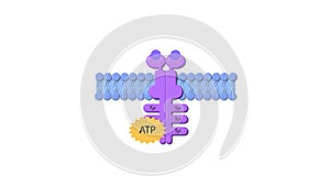 enzyme linked receptor, ligand, ADP, ATP, cell membrane, Enzyme-linked receptors, cell surface proteins that activate
