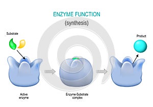 Enzyme. lock and key model. synthesis. metabolic processes