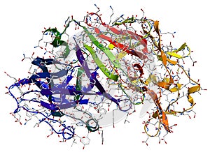 Enzyme pepsin 3D model