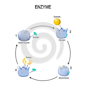 Enzyme. Process of activation. Activator, substrate, product, enzyme-product complex and enzyme-substrate complex