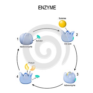 Enzyme. Process of activation. Activator, substrate, product, enzyme-product complex and enzyme-substrate complex photo