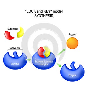 Enzyme. synthesis