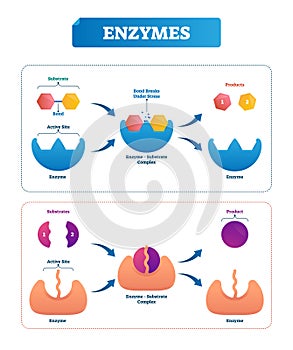 Enzyme vector illustration. Labeled cycle and diagram with catalysts.