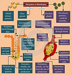 Enzyme vs Hormone - Enzymes are almost always proteins, and hormones are not always proteins