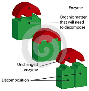 Enzymes photo
