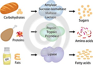 Enzymes braking down food into nutrients. photo