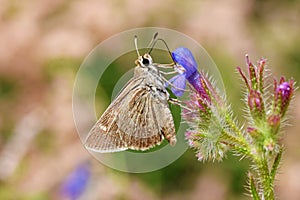 Eogenes alcides butterfly on flower , butterflies of Iran