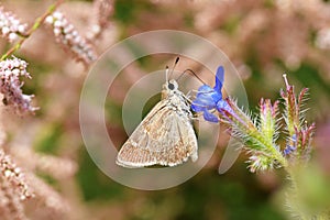 Eogenes alcides butterfly on flower , butterflies of Iran