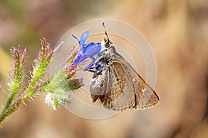 Eogenes alcides butterfly on flower , butterflies of Iran