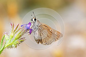 Eogenes alcides butterfly on flower , butterflies of Iran