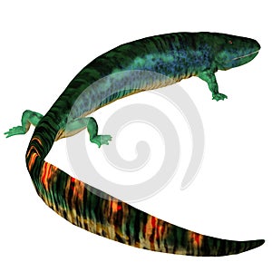 Eogyrinus Tetrapod Tail