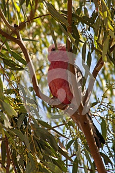 Eolophus roseicapilla or galah perched in a eucalyptus tree