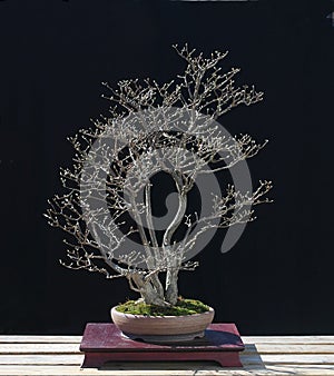 Eonymus bonsai in spring