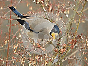 Eophona personata (Japanese Grosbeak) at Hida Folk Village, Takayama, Japan