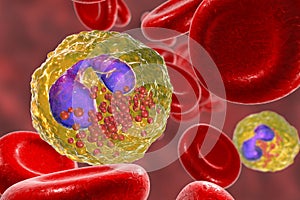 Eosinophil in blood, a white blood cell photo