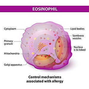 Eosinophil photo