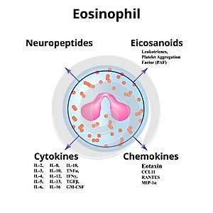 Eosinophil. Immune blood cell. Chemokines. Vector illustration on isolated background