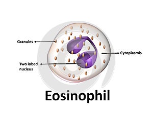 Eosinophil structure. vector illustration