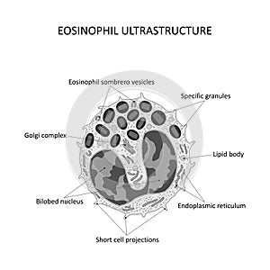 Eosinophil ultrastructure (black and white)