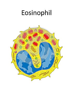 EOSINOPHIL ULTRASTRUCTURE