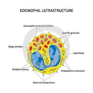 EOSINOPHIL ULTRASTRUCTURE