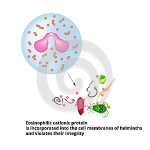 Eosinophilic cationic protein is incorporated into the membranes of helminth cells and disrupts their integrity