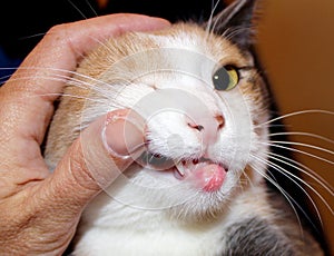 Eosinophilic granuloma in cats with allergies