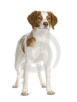 Epagneul Breton (18 months)