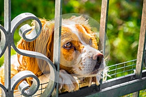 Epagneul breton brittany dog face sad trapped behind gate