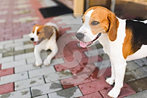 Epagneul Breton, Brittany Spaniel and Beagle dog. Two hounds resting in shade on cool bricked sidewalk next to a house