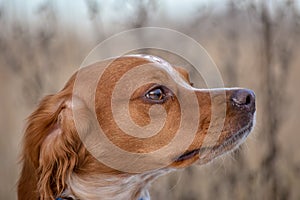 Epagneul Breton, spaniel breton, Brittany Spaniel, Bretonischer Spaniel hunting dog purebred Epagneul Breton looking at the