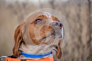 Epagneul Breton, spaniel breton, Brittany Spaniel, Bretonischer Spaniel hunting dog purebred Epagneul Breton looking at the