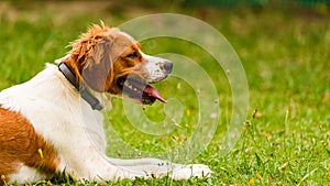 Epagneul Breton, spaniel breton, Brittany Spaniel, Bretonischer Spaniel lying in grass