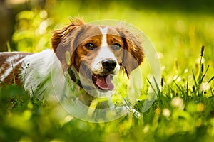 Epagneul Breton, spaniel breton, Brittany Spaniel, Bretonischer Spaniel lying in grass hidding from summer sun