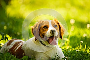 Epagneul Breton, spaniel breton, Brittany Spaniel, Bretonischer Spaniel lying in grass hidding from summer sun