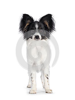 Epagneul Nain Papillon on white background