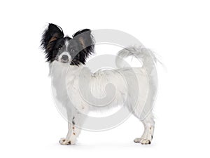 Epagneul Nain Papillon on white background