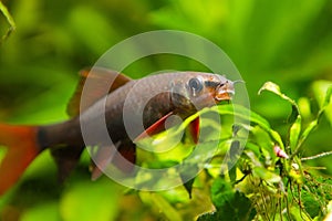 Epalzeorhynchos frenatus, freshwater cleaner fish, nature aquarium, closeup nature photo