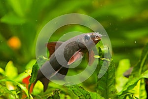 Epalzeorhynchos frenatus, freshwater cleaner fish, nature aquarium, closeup nature photo