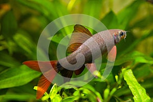 Epalzeorhynchos frenatus, freshwater fish, nature aquarium, closeup nature photo