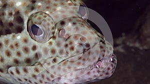 Epaulet grouper Epinephelus stoliczkae in coral of Red sea Sudan