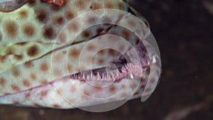 Epaulet grouper Epinephelus stoliczkae in coral of Red sea Sudan