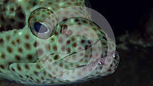 Epaulet grouper Epinephelus stoliczkae in coral of Red sea Sudan