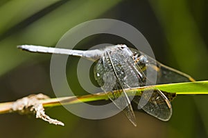 Epaulet Skimmer (Orthetrum chrysostigma)