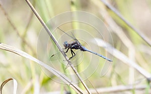 A epaulet skimmer Orthetrum chrysostigma dragonfly atop a stick in South Africa