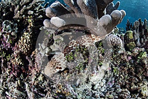 Epaulette Shark Among Corals